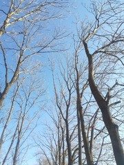 bare tree in winter