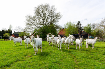 Fototapeta na wymiar Goat farming in the Netherlands.