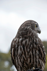 this is a close up of a barking owl