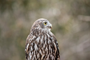 this is a close up of a barking owl
