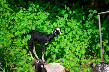 black goat in green