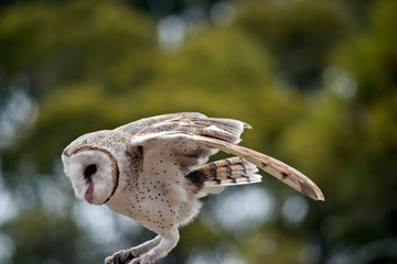 this is a close up of a barn owl