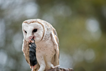 this is a close up of a barn owl eating a black rat