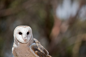 this is a close up of a barn owl