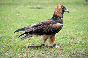 this is a side view of a black breasted buzzard