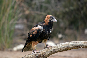 this is a black breasted buzzard is perched on a branch