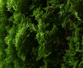 green moss background