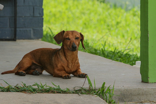 Dog on porch