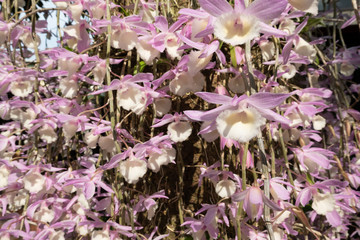 pink dendrobium flowers blooming