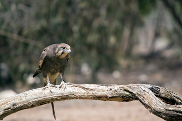 the brown falcon is perched on a branch
