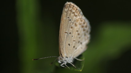 small brown butterflies that perch on the weeds
