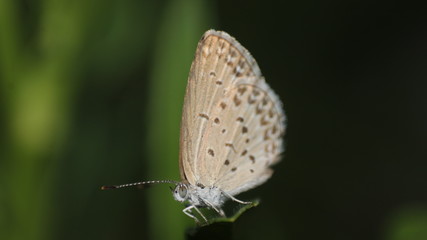 small brown butterflies that perch on the weeds