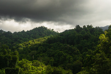 rainforest canopy