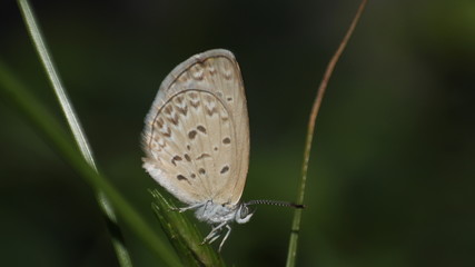 small brown butterflies that perch on the weeds