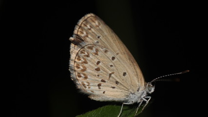 small brown butterflies that perch on the weeds