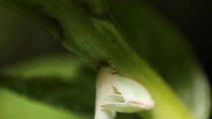 small insects that can fly on a weed in a field