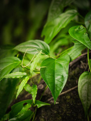 vine leaves on a trunk