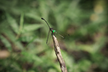 dragonfly on a stick