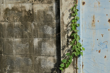 The vertical close-up vintage green vines on an old abandoned wall in a countryside.