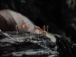 Picture of Ants on The Wood seen close up. fit for animal background. Blurry Background