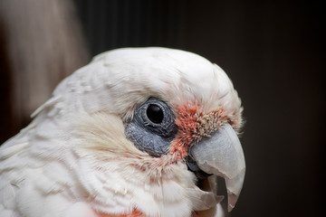 this is a close up of a short beaked corella