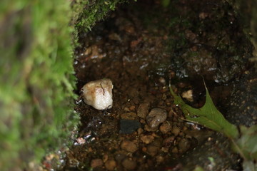 rock in an eclosed space with a puddle