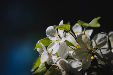 Obraz premium Cherry Blossom Flowers on a Tree