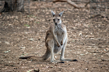 this is a joey western grey kangaroo
