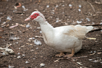 this is a side view of a muscovy duck