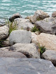 squirrel and rocks in the water
