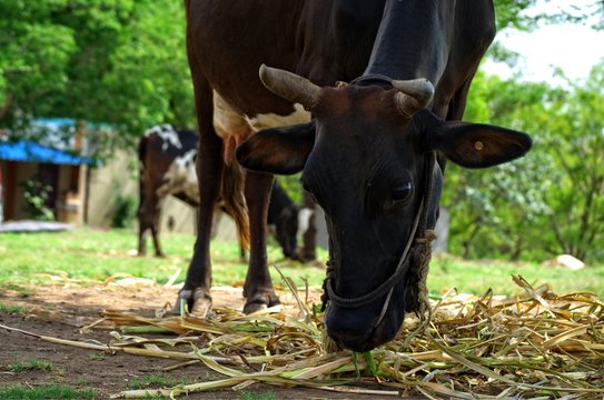 A cattle is eating dry grass