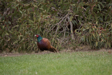 the pheasant is walking around the garden