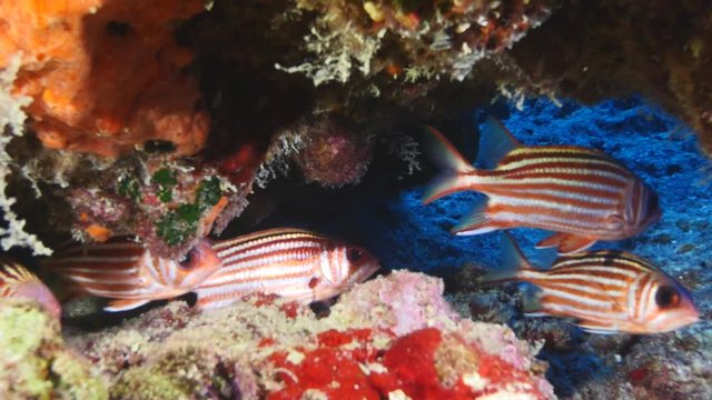 soldier fish school hiding under rock underwater ocean scenery of red fish