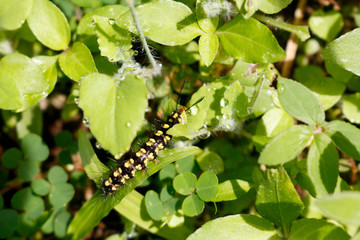 green caterpillar on a leaf
