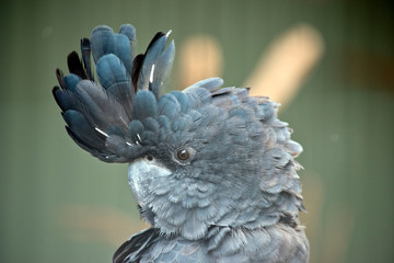 this is a close up of a red tailed black cockatoo
