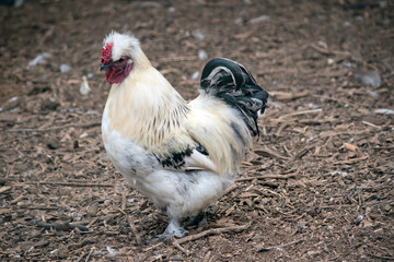 this is a side view of a rooster