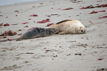 the sea lion is feeding her pup