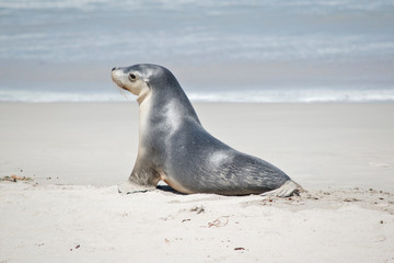 this is a female sea lion  at Seal Bay