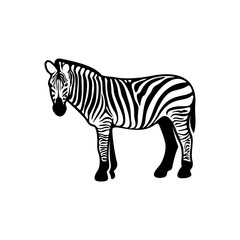 Fototapeta na wymiar Graphical zebra isolated on white background, Vector illustration, Template