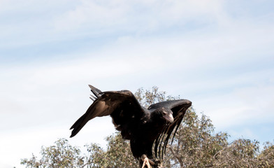 the wedge tail eagle is flapping his wings for balance