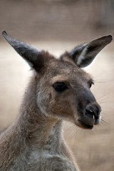 this is a close up of a western grey kangaroo