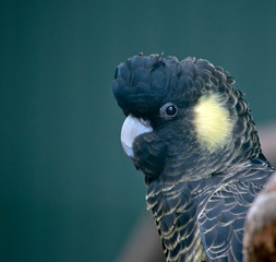 this is a close up of a yellow tailed black cockatoo