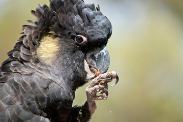 this is a close up of a yellow tailed cockatoo eating © susan flashman