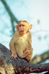 A baby monkey is sitting on tree in morning light