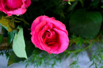 Pink rose between green background