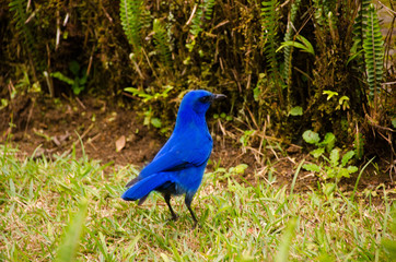 Blue bird guatemala biotopo