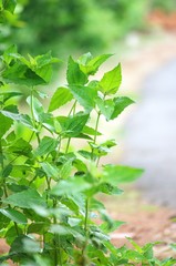 fresh green holy basil leaves