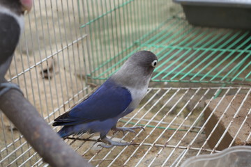 	lovebird is violet in color, with feathers like a mask but not too much color