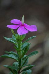 Close up purple flower on top of green leaves