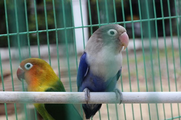 	lovebird is violet in color, with feathers like a mask but not too much color